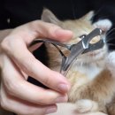 초보자 사용 가능 절삭력 굿 저소음 와이즈영 반려동물 발톱깎이