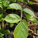 감초약국 이미지