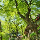 금오산(효자봉)_숲길(등산)1코스 | [경북 구미] 금오산 등산ㅡ케이블카 타고 도선굴.대혜폭포.약사암.현월봉 정상까지 힘들어도 보람있는 산행