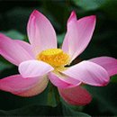 명 진 Daum카페