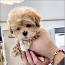 냥만스럽개 이미지