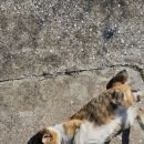 강서푸른터2호 | 부산 가덕도 가볼만한곳 푸른 바다와 벽화가 예쁜 정거마을