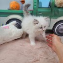 야옹아 멍멍해봐 탕정점 이미지