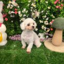 개르띠에 | 창원애견미용, 개르띠에에서 받은 곰돌이컷 후기