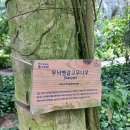 무늬벵갈고무나무(Banyan) 이미지