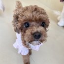 슈퍼해피독 이미지