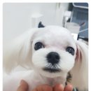 더 편하개 이미지