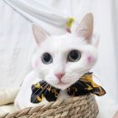 대전고양이미용~ 로또같은 고양이 &#34;로또&#34;의 미용 후기~