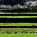 봄을 그리다 이미지