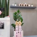 엘샤