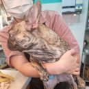 올리브펫살롱 이미지