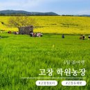 사랑농장 | 고창 청보리밭, 유채꽃 실시간 봄여행 후기(고창 학원농장)