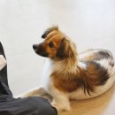 다다다펫그루밍 이미지