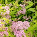 매실향기 이미지