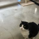 도도한고양이 | [인천 고양이 카페. 도도한 고양이] 고양이.. 구경하실래요..? 🐈