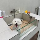 바우짐 | 하남 강아지 실내수영장 바우하우스 애견 카페 유치원 추천