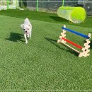 하이바이분양소 강아지고양이 대전점 이미지