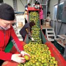 대저농협유통센터(APC) 이미지