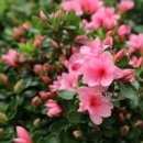 서양 철쭉 아젤리아 겨울철 물 주기 키우기 개화시기 이미지