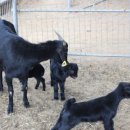 매화골농장 이미지