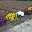 한길타조농장 이미지