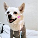 푸플리 케이크 이미지