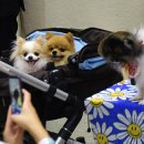 절세미견 이미지