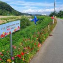 백일홍명품길 이미지