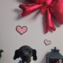 예쁜 애견 미용 이미지