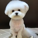 누리애견미용 | 드디어 나도 프로 도그 맘?! 국비애견미용학원 정착 후기