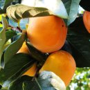 상주농장 이미지