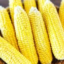 초당농장 이미지