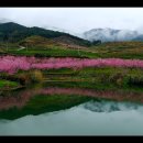 복사꽃피는마을 이미지