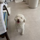 양일고등학교 | 경기양평 애견미용 종결! 멍쉘통통 전체미용 후기