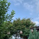 작은마을, 작은숲 이미지