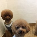 코니베니 이미지