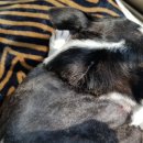 혜인동물약품 이미지