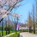 낙동강관리본부 화명생태공원 4 | 부산 4월 화명생태공원, 들꽃 벚꽃 보면서 봄 나들이 + 낙동강 옆길 산책 코스 추천