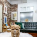 일산 강아지분양 스마트독 이미지