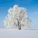 나무한그루 이미지