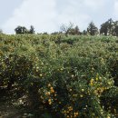 귤익는 마을 이미지