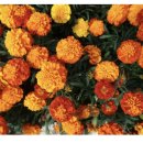 메리골드 이미지