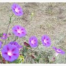 신신세탁소 이미지