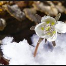 바람의꽃 이미지