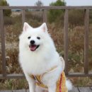 김제강아지 이미지