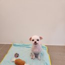 아지애견 이미지