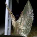 밸리댄스 야간 이미지