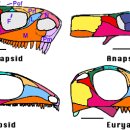 파충류의 두개골에 대해서 간략한 설명. 이미지