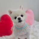 아모르 댕 이미지