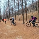 계산동 메타세콰이어 이미지